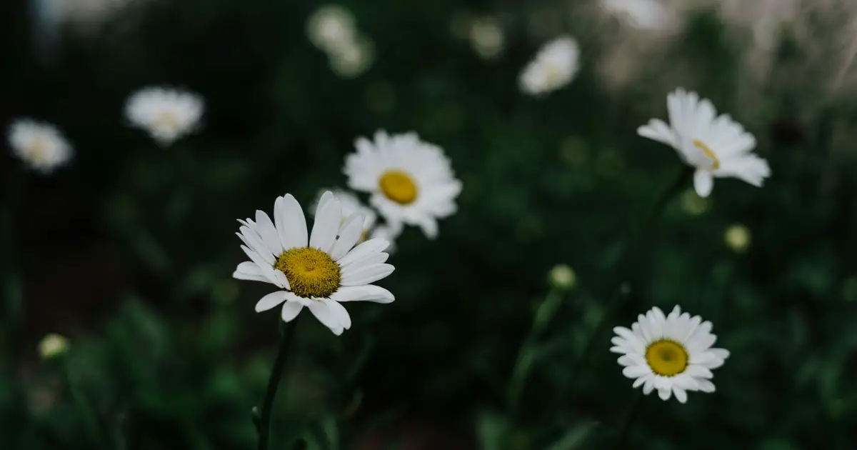 john-price-DcRbTOgm8HE-unsplash-1200x630.webp