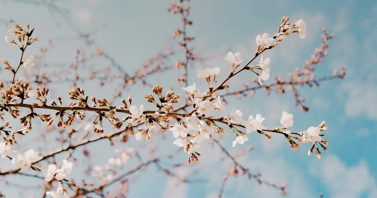 john-price-EY_RCSzwt1U-unsplash-1200x630.webp